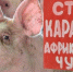 В девяти районах Татарстана установлен карантин по АЧС - ИА Татар-информ