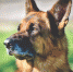Schafer dog 4074699  340 - Inkazan.Ru