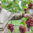 Зверев - Газета Республика Татарстан
