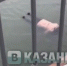 Жители Казани сняли на видео всплывший в реке у Кремлевской набережной труп - ТРК Татарстан-Новый век