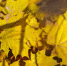 «Бабье лето» в Татарстане сохранится до конца недели - Бизнес Online