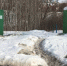 Нужда нечеловеческая: почему Челны стали городом желтого снега - Inkazan.Ru