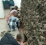 Актанышские школьники подключились к плетению маскировочных сетей для бойцов СВО - ИА Татар-информ