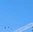 В Татарстан прилетели грачи - ГТРК Татарстан