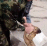 Забредшего в городскую среду байбака спасли в Татарстане - ТРК Татарстан-Новый век