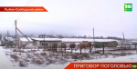 Татарстан остается неблагополучным по заболеваемости бруцеллезом