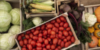 Татарстан вошел в тройку лидеров по производству сельхозпродукции - ТРК Татарстан-Новый век