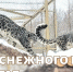 26 мая – День снежного барса на Алтае - Министерство экологии