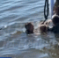 Стали известны подробности инцидента с падением ребенка в воду в Свияжске - ГТРК Татарстан