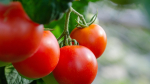 Ученые назвали продукты, которые повышают тестостерон