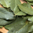 2 веточки приправы по углам — воздух чистый, как в хвойном лесу, лёгкость на всю квартиру - ProKazan.Ru
