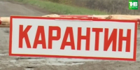 Стало известно, из-за чего ввели карантин по бешенству в Сармановском районе РТ - ТРК Татарстан-Новый век