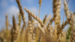 Экспорт сельхозпродукции Татарстана в Китай увеличился на 6,5%
