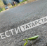 Татарстанцам рассказали, вредят ли богомолы урожаю - TatPressa.Ru