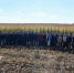 Марат Зяббаров на семинар-совещании по заготовке кормов: «Чем качественнее корма, тем выше продуктивность коров» - Минсельхоз