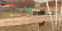 В Татарстане в 10 раз сократилось число желающих получить охотничий билет: в чем причина - ТРК Татарстан-Новый век