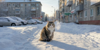 30-градусные морозы сохранятся в Татарстане в последний четверг года - ТРК Татарстан-Новый век