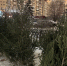 Нижнекамск начал сбор новогодних елей для переработки в щепу - Комсомольская правда Казань