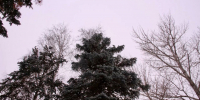 лес - ГТРК Татарстан