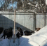 В поселке Васильево собаки напали на пенсионера - Комсомольская правда Казань