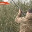 Сурок-байбак, заяц и лось: в Татарстане назвали самых популярных зверей для охоты - ТРК Татарстан-Новый век