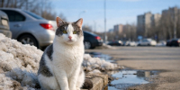 Осадки и потепление до +15 градусов ждут Татарстан в конце рабочей недели - ТРК Татарстан-Новый век